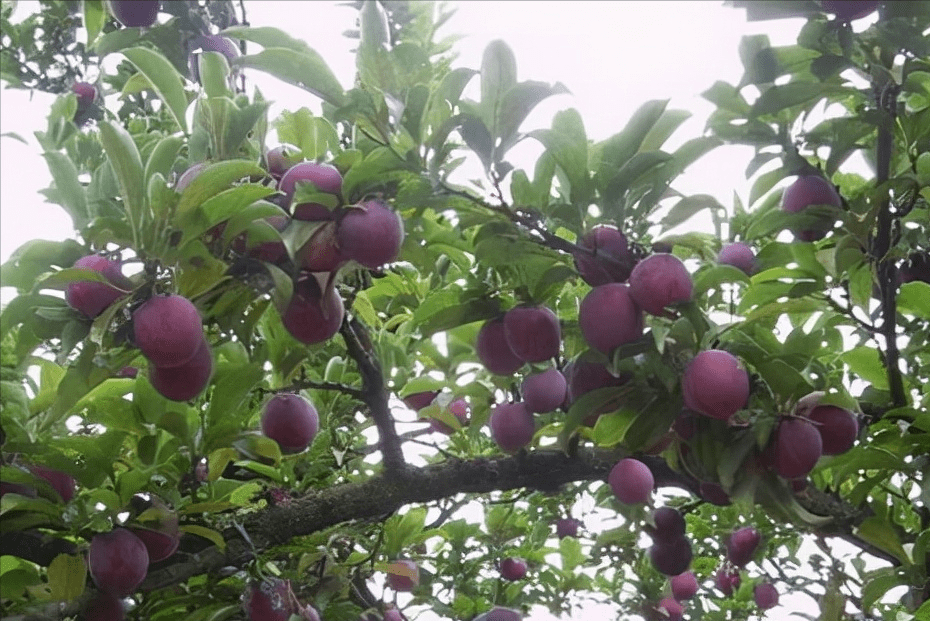 4,李子樹嫁接後管理保持*壤溼潤,天氣乾旱及時澆水,增強砧木對接穗