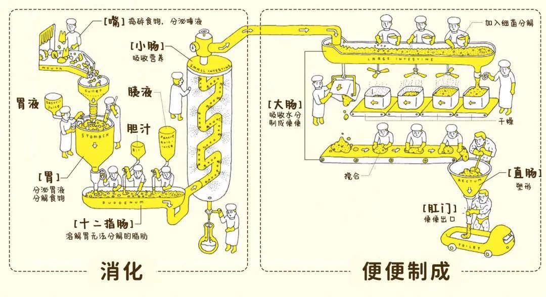 人体吸收营养的过程图图片