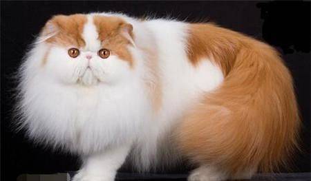 体型最受欢迎的5种宠物猫，你家的猫咪上榜了吗？