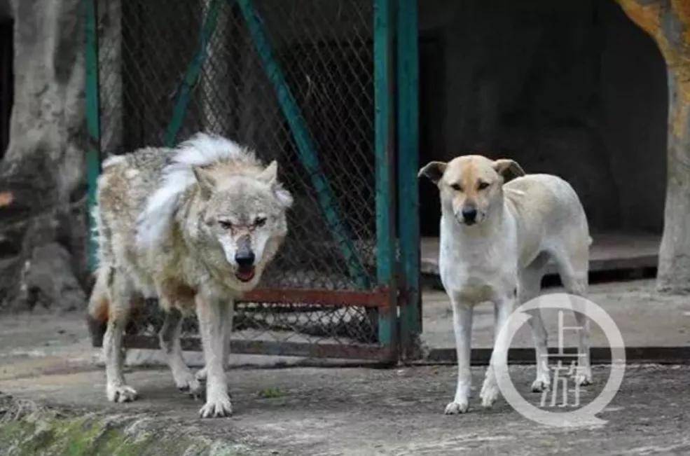 动物园狼区惊现一只中华田园犬园方已同居5年相处融洽