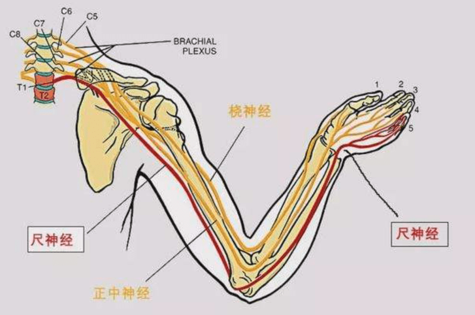 尺神经沟的位置图片