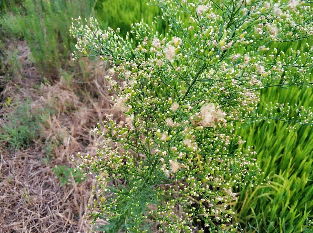 农村一大恶草,一次产种子10万粒,但煮水作用却厉害了,值得认识_小蓬