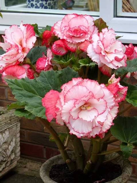 兼具茶花 牡丹之美 观赏价值极高 四季开花 这种盆栽值得拥有 植物 秋海棠 新品种