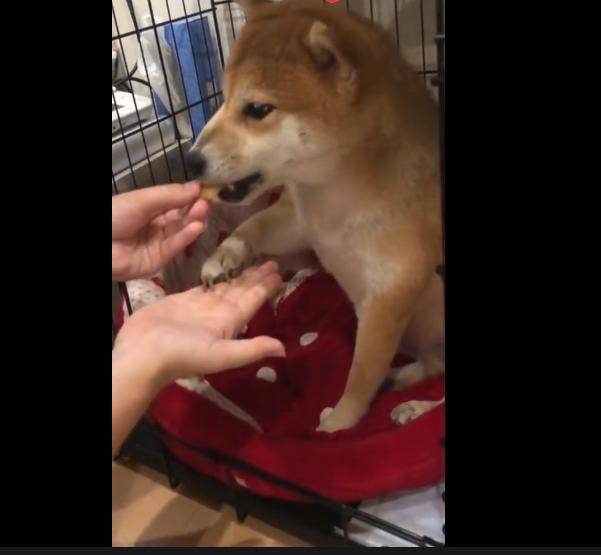 无可|主人用食物安抚暴躁狗狗，试图抚摸它，却被凶到生无可恋