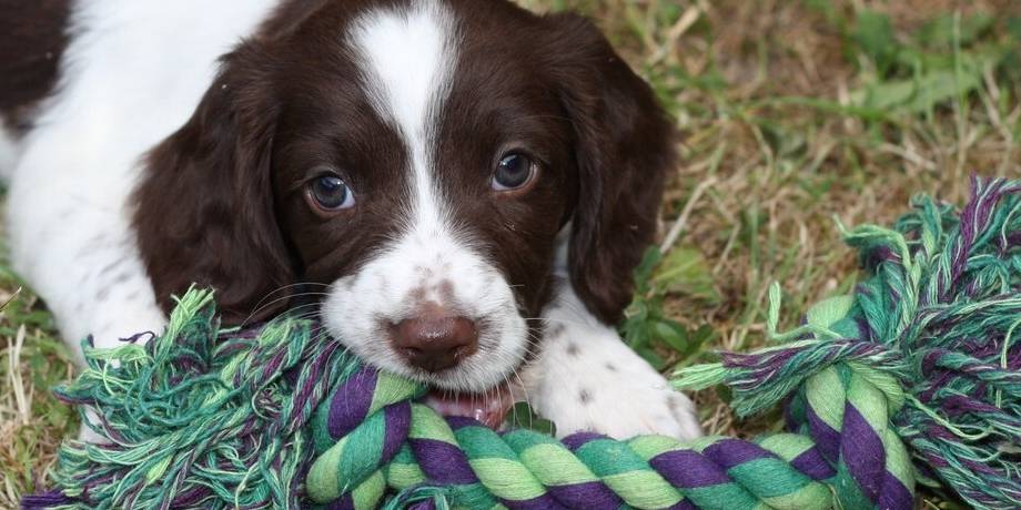 准备养狗的你这几点 利弊 不得不知 澳门三合彩开奖网站 澳门三合今晚开奖结果 手机澳门三合彩票网站 澳门三合彩开奖现场 准备养狗的你这几点 利弊 不得不知 澳门三合彩开奖网站 澳门三合今晚开奖结果 手机澳门三合彩票网站 澳门三合彩开奖现场