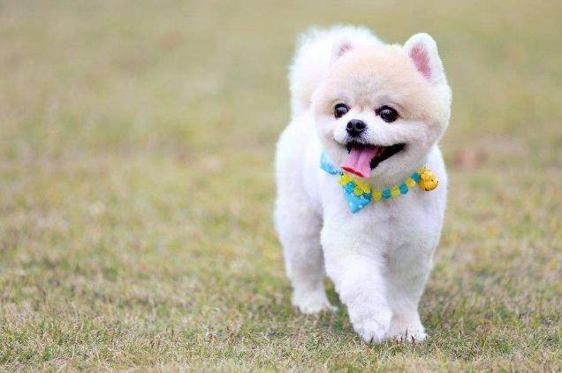 无可|主人用食物安抚暴躁狗狗，试图抚摸它，却被凶到生无可恋