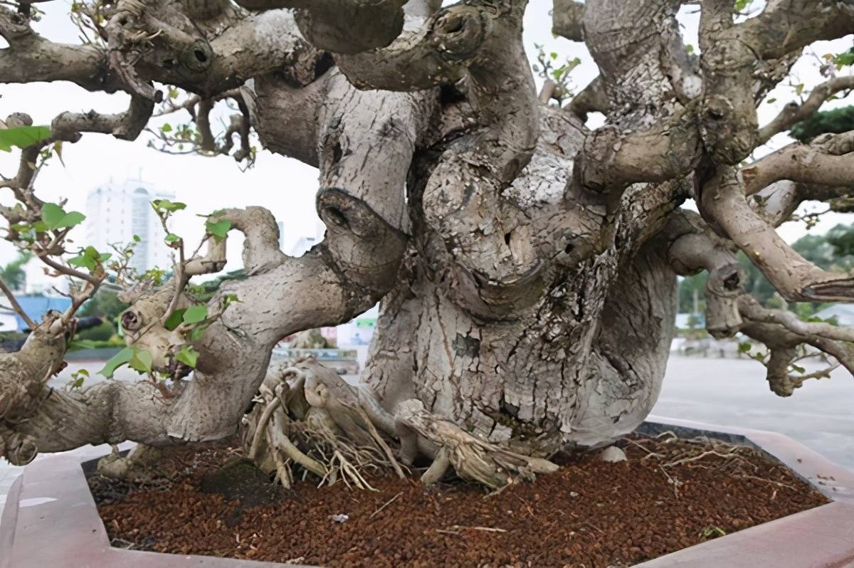 芙蓉树盆景图片大全图片