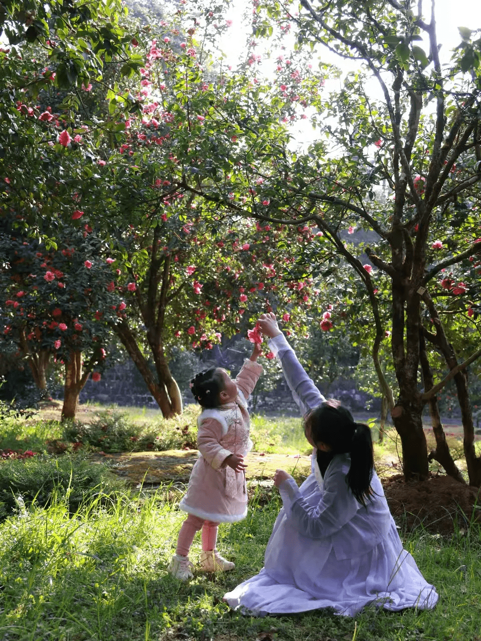 花朵|腾冲来凤茶花园里春色满园