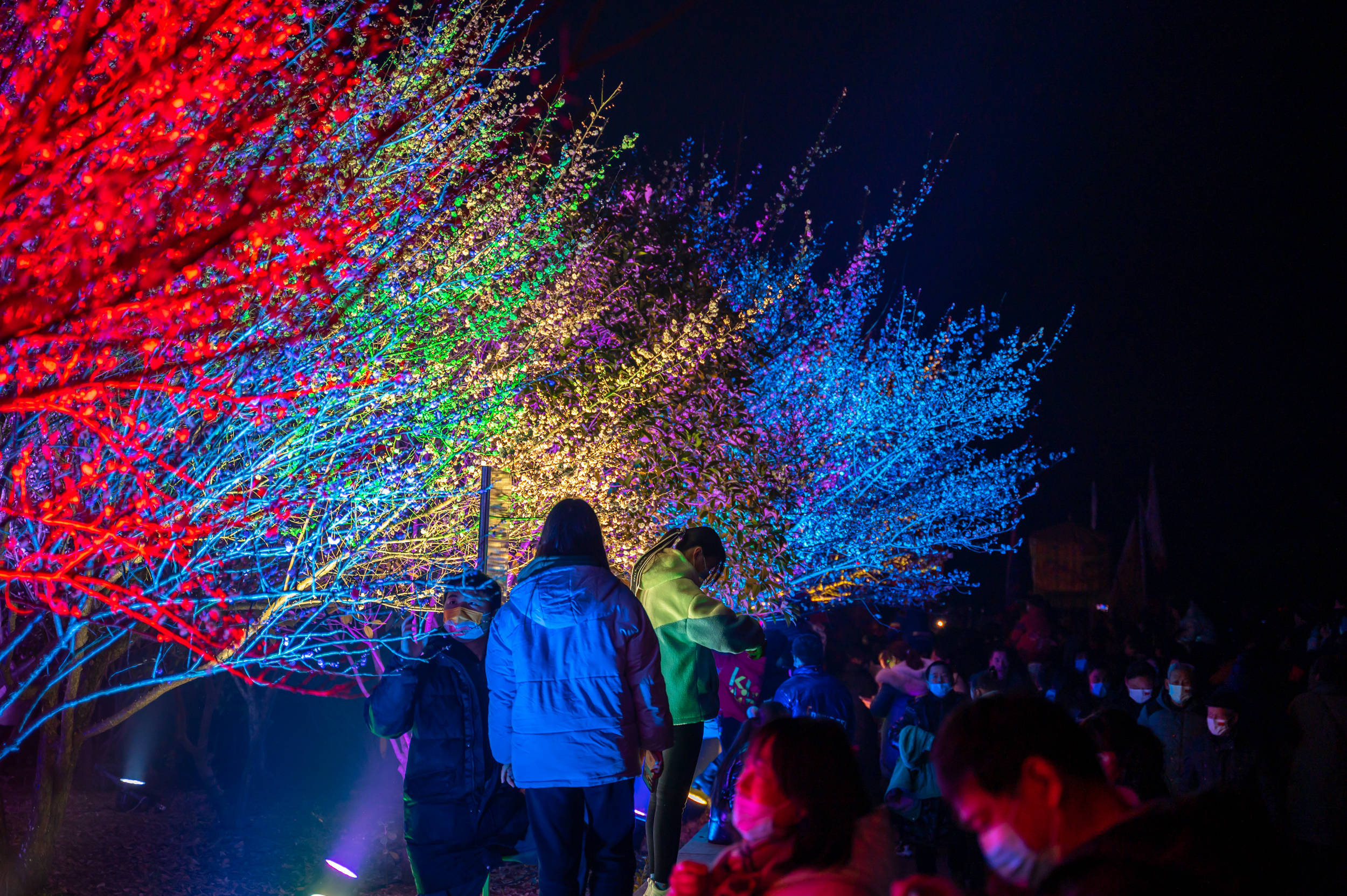 年味|南京赏梅不只有梅花山，溧水傅家边也不要错过，尤其是“夜梅”