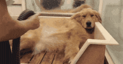 凝胶|为什么有些狗狗不爱？除了纯粹的讨厌外，还有其他原因