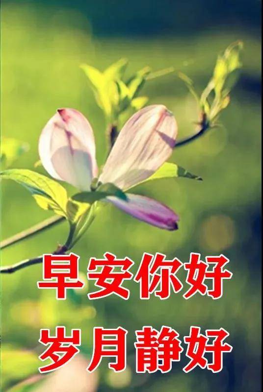 8張最新漂亮早上好圖片鮮花帶字帶祝福語2022最美春日早安問候祝福