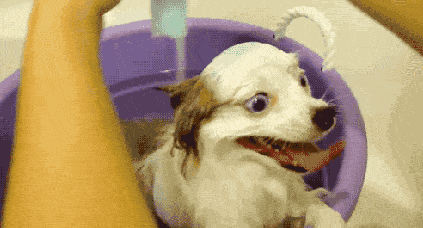 凝胶|为什么有些狗狗不爱？除了纯粹的讨厌外，还有其他原因