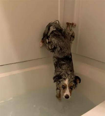 凝胶|为什么有些狗狗不爱？除了纯粹的讨厌外，还有其他原因