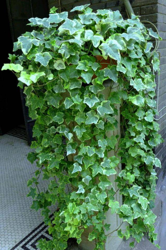 今年最流行的18种花,挂起来养,好看好养还不占地方_植物_千叶_叶片