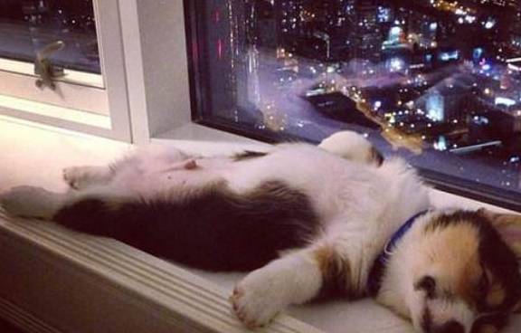 正常情况下 狗狗每天需要睡多久 很多宠主都不知道 睡眠 时间 精力