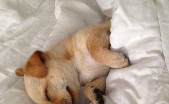 正常情况下 狗狗每天需要睡多久 很多宠主都不知道 睡眠 时间 精力