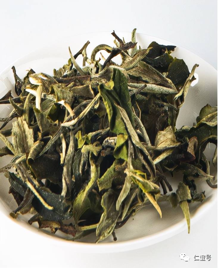 福鼎|云南古树白茶VS福建白茶