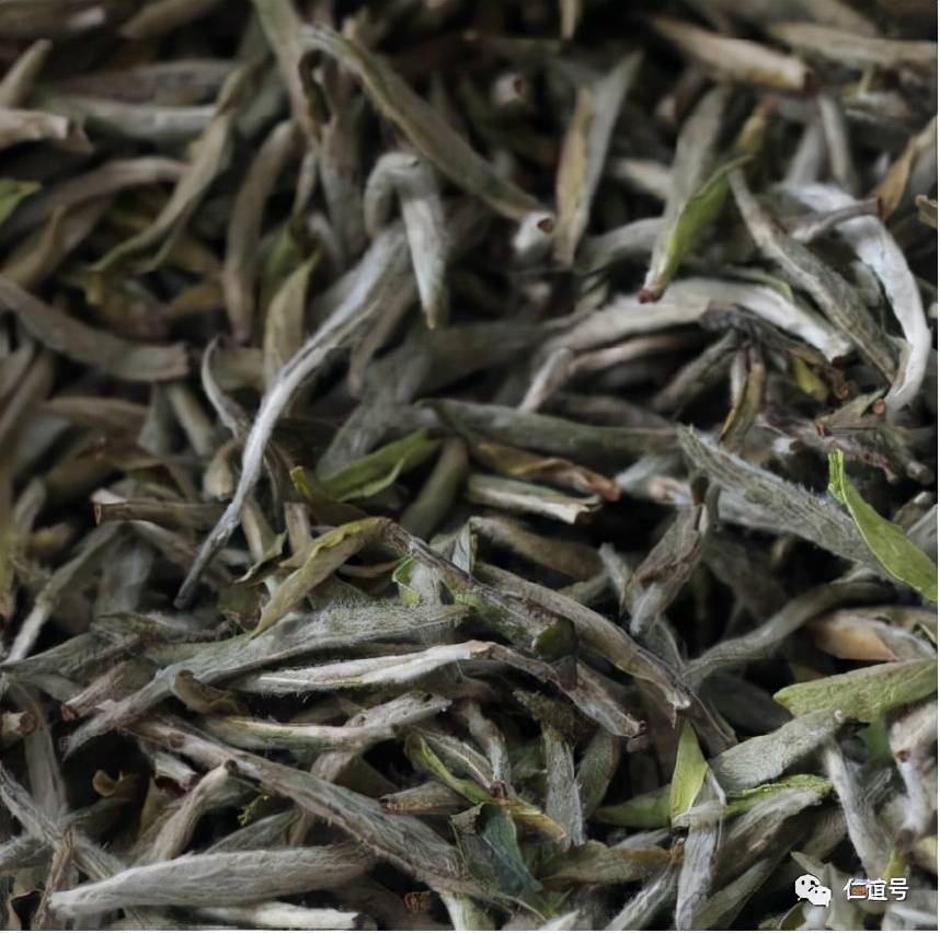 福鼎|云南古树白茶VS福建白茶