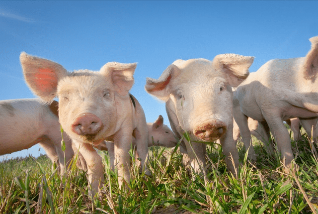 反而使肠道内原有的产气荚膜梭菌大量繁殖,大量的产气荚膜梭菌会产生