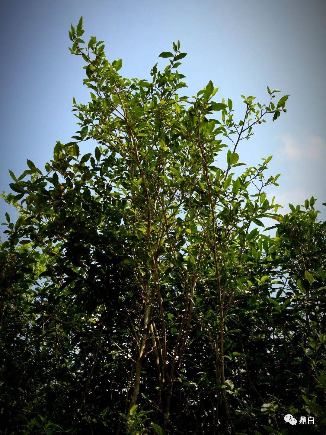 银针|老树新芽,再续风华|老树银针预售即将开始