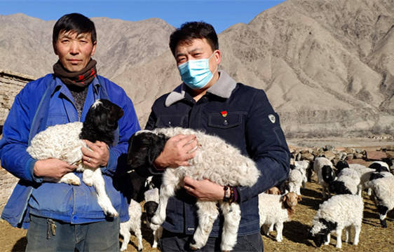 和静县牧民养羊致富 专家指导全天候_工作_生产_巴伦