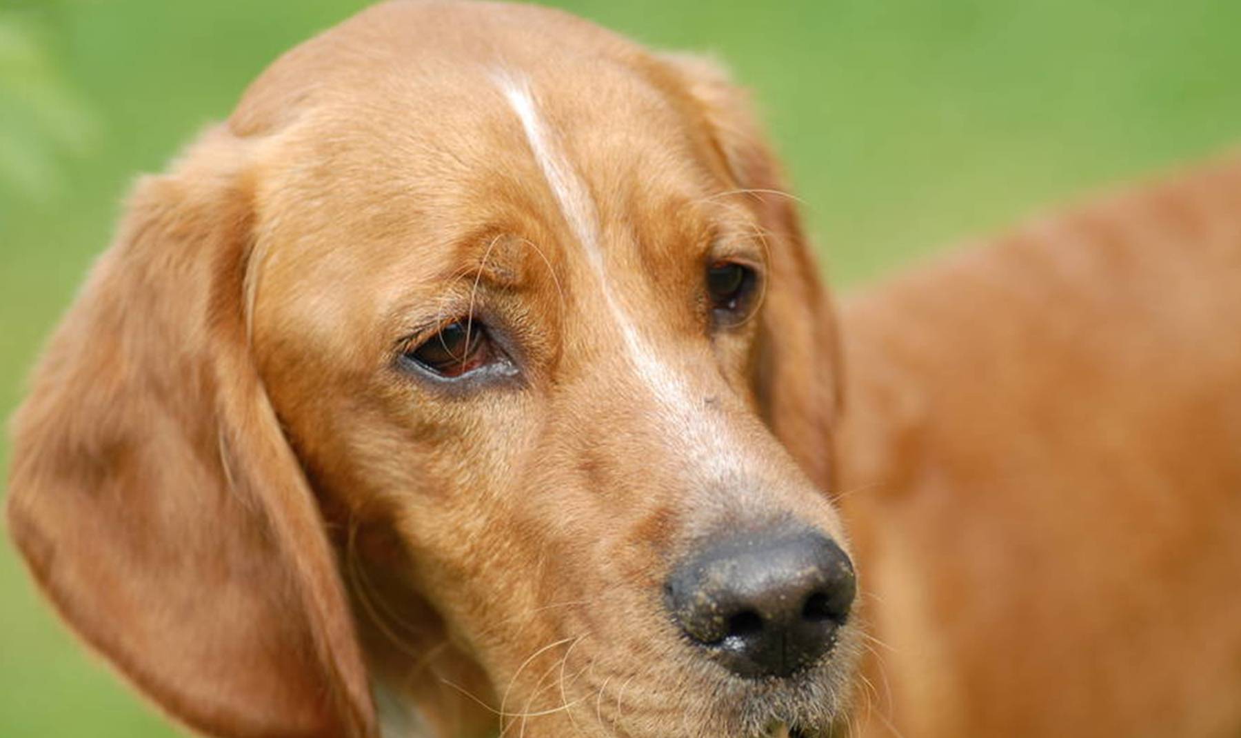 被自家狗咬了 轻微出血 怎么处理 第一时间做好这件事再打疫苗 狗狗 养宠物狗 伤口