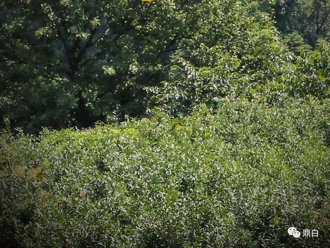 银针|老树新芽,再续风华|老树银针预售即将开始