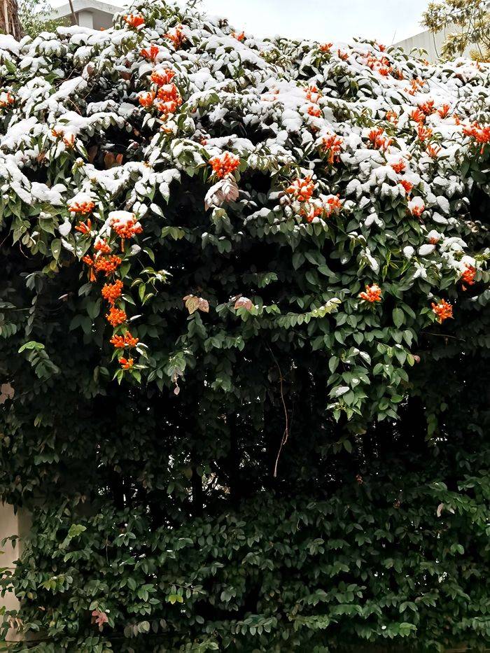 日子|昆明下雪了！春城的雪景真美丽！