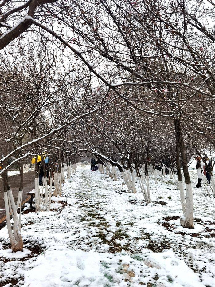 日子|昆明下雪了！春城的雪景真美丽！