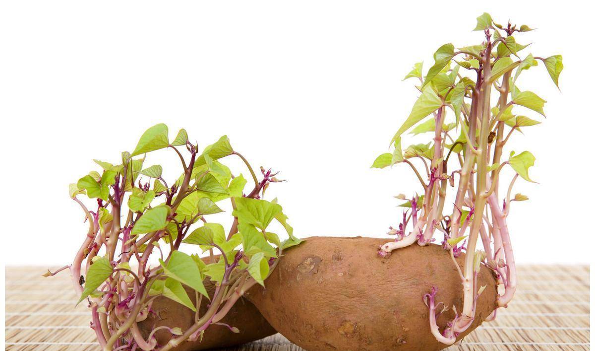  长芽的红薯、土豆、洋葱、生姜、大蒜到底能不能吃？