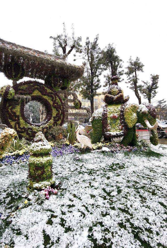 日子|昆明下雪了！春城的雪景真美丽！