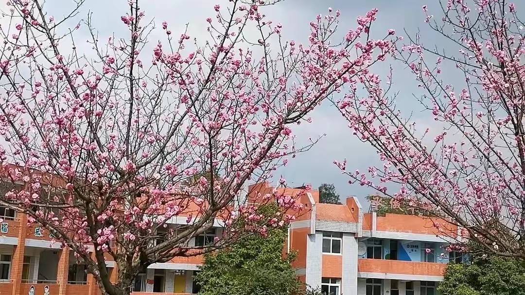 江姐小学红梅花正开