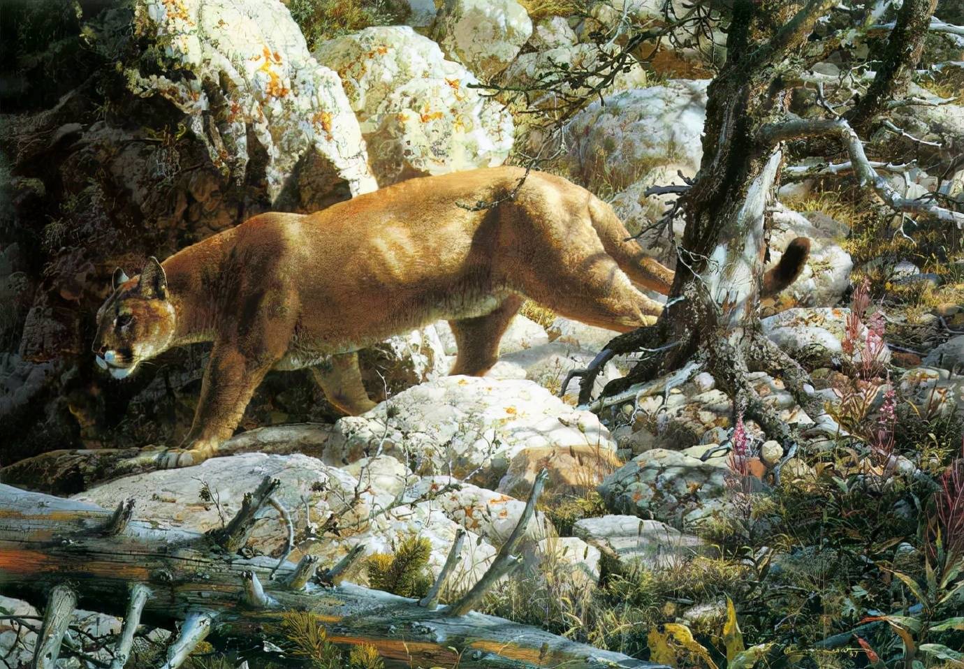 大师佳作carlbrenders超写实的野生动物油画一