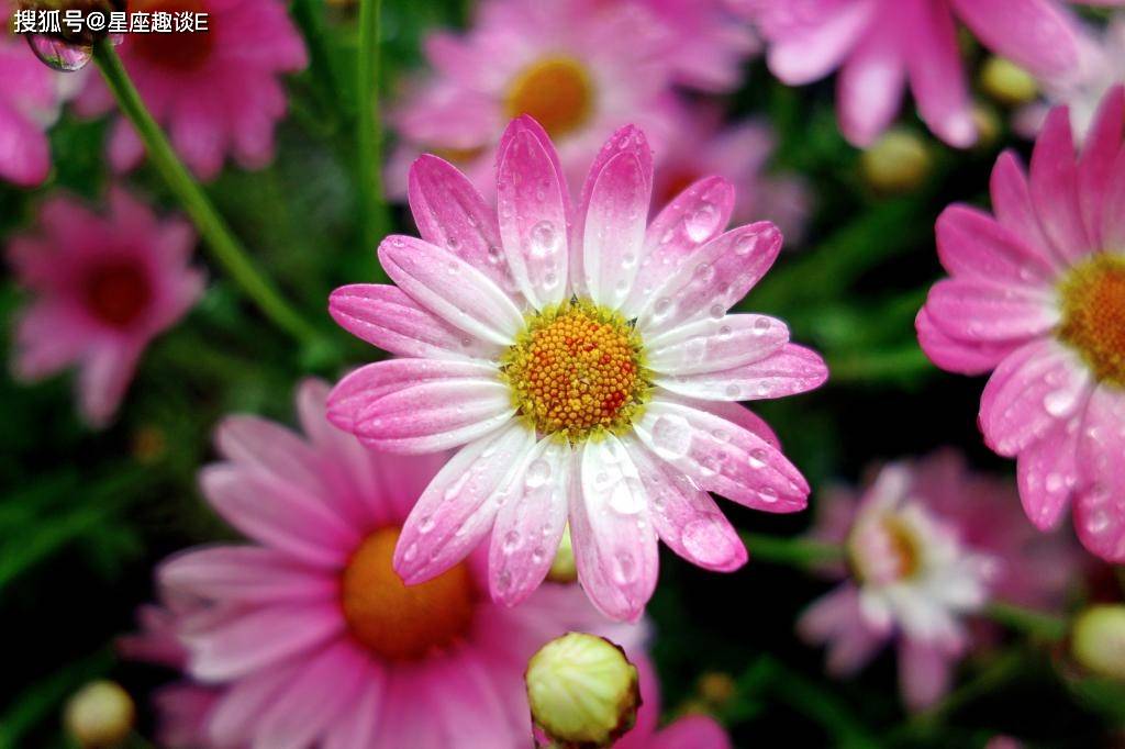 2月26日 3月4日星座运势 思路清晰 稳中求胜的四大星座 事情 生活 未来 2月26日 3月4日星座运势 思路清晰 稳中求胜的四大星座 事情 生活 未来