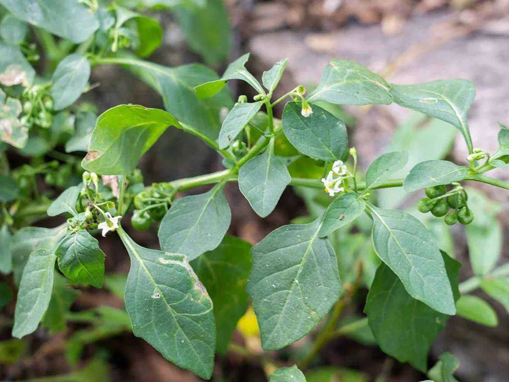 这种苦凉性的野菜,酷似辣椒叶,苦中回甘,清凉下火,春季吃正好_苦凉菜