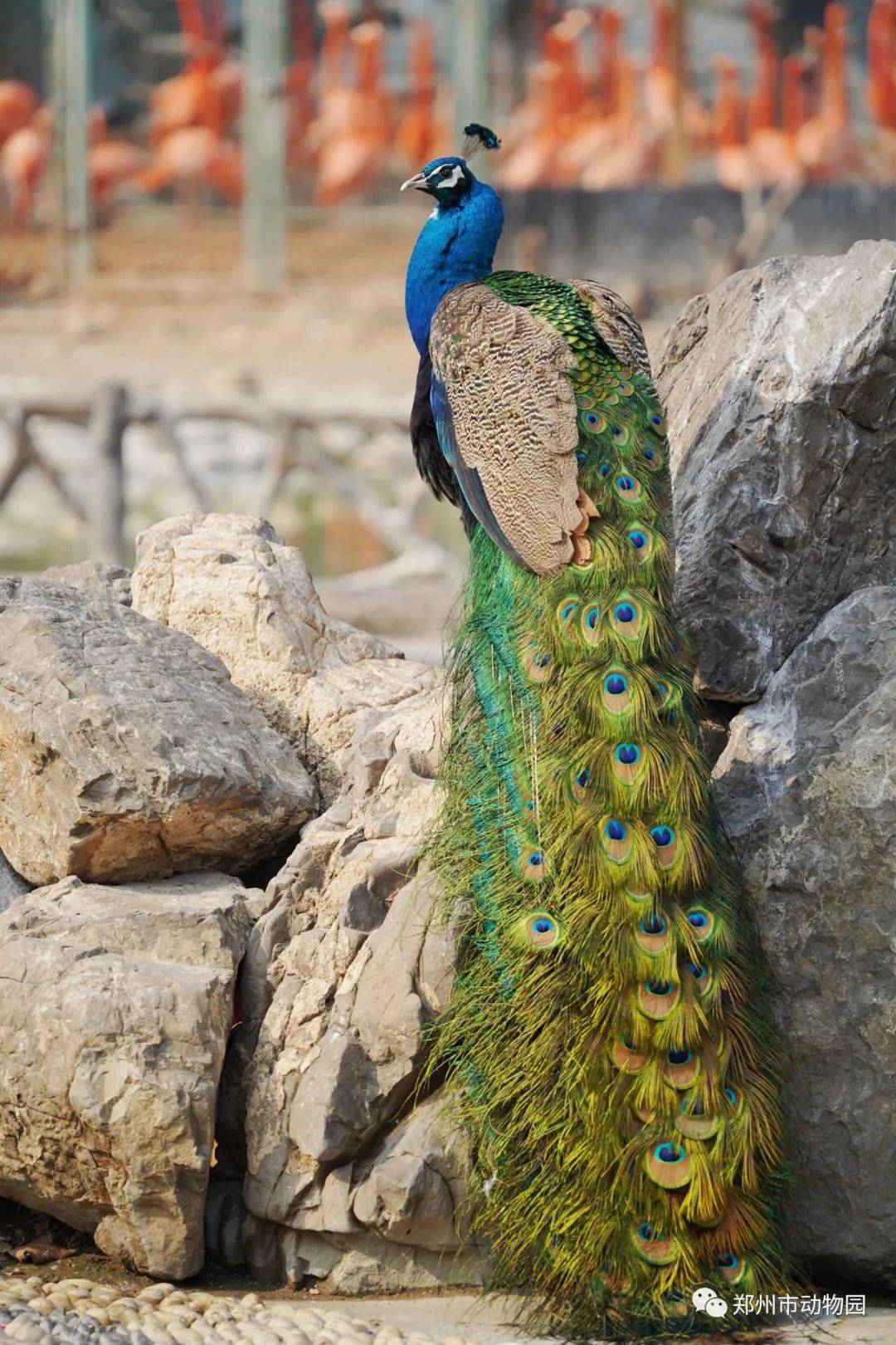 河南旅游:孔雀进入最佳观赏期,错过再等一年!_郑州市_羽毛_因为