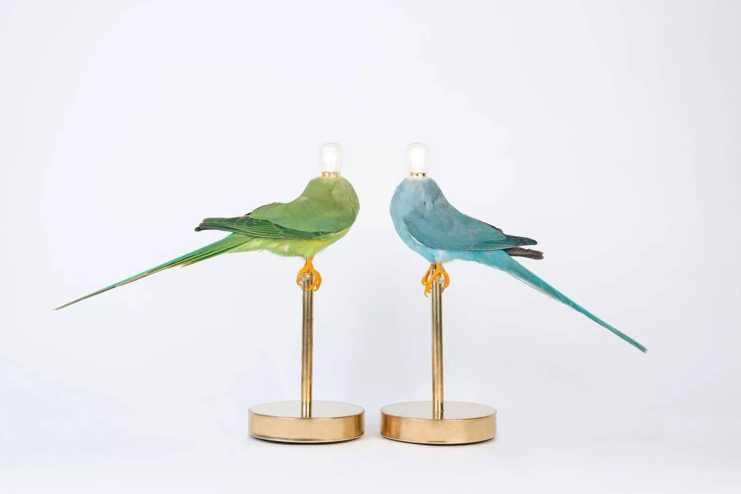 解构设计 台灯 工业设计 家禽 灯饰 鸟类_作品_世界_死亡