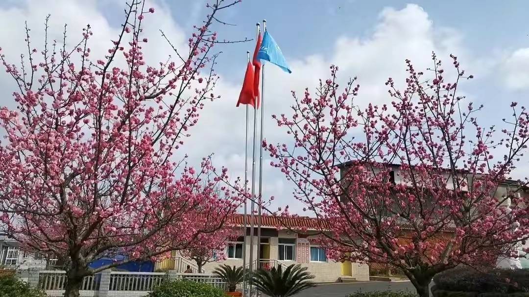 江姐小学红梅花正开