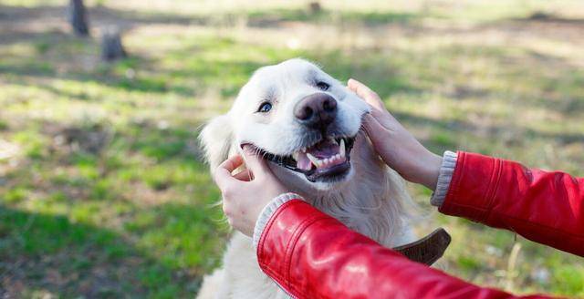 宠物|养狗人最容易患的“7种病”，劝你定期体检