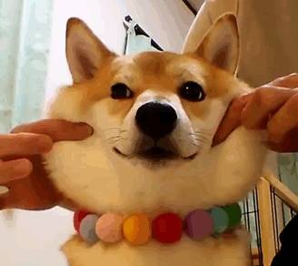 精力|如何俘获狗狗的心，今天把压箱底的几招告诉你