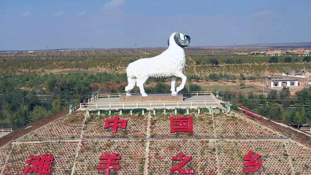 羊中贵族——羊礼记,盐池滩羊中的品质精典!_养殖_牧草_盐碱