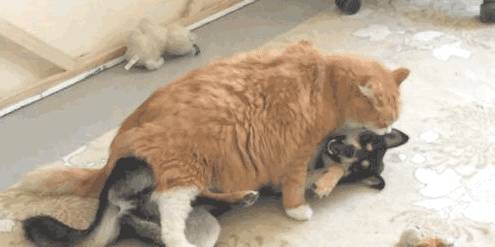 精力|如何俘获狗狗的心，今天把压箱底的几招告诉你