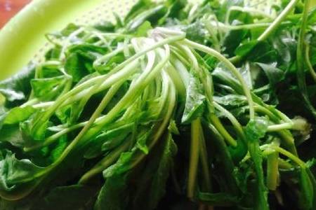 能缓解肠胃压力,让你排便变得更轻松,只不过会让你的大便变成深绿色