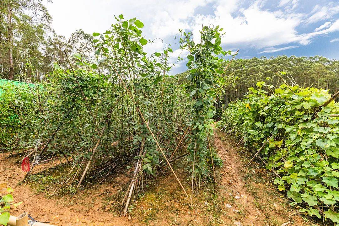 特色|萌宠、花海、地道美食都有了，这个生态农场是三月赏春好去处