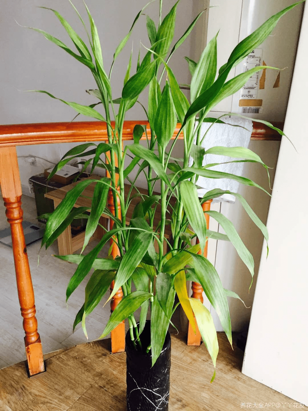 6种 吉祥花 立春之后疯狂长个 旺财又旺运 植物 铜钱 君子兰