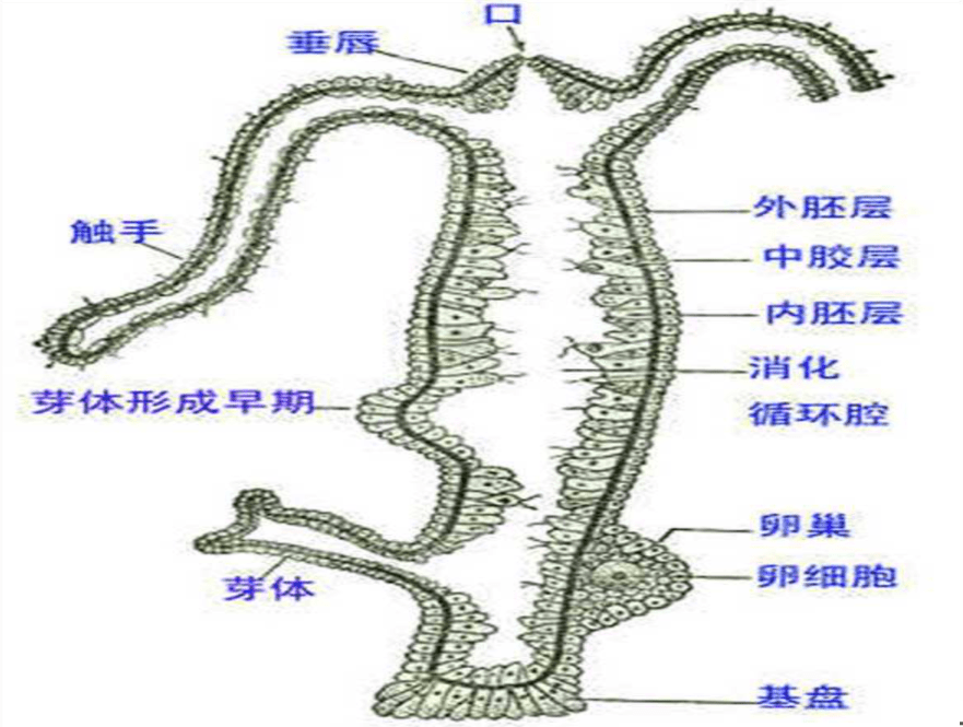 水螅纵剖面图灯塔水母在无性繁殖的过程中,会在这个阶段首先将自己的
