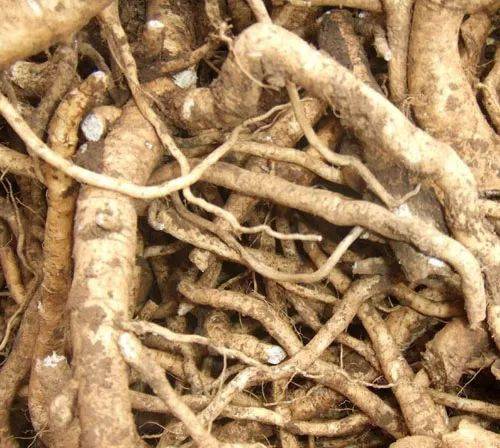 南板蓝根的功效与作用清热解毒凉血消斑