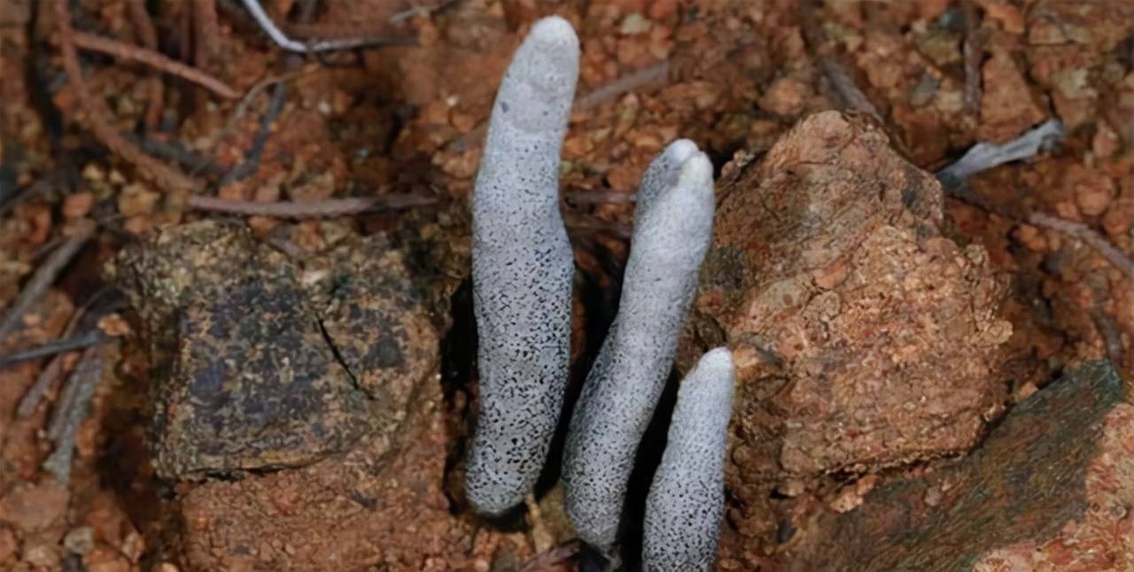 原创长在白蚁窝里的菌类价格比黄金还贵为什么挖到的人不愿意卖