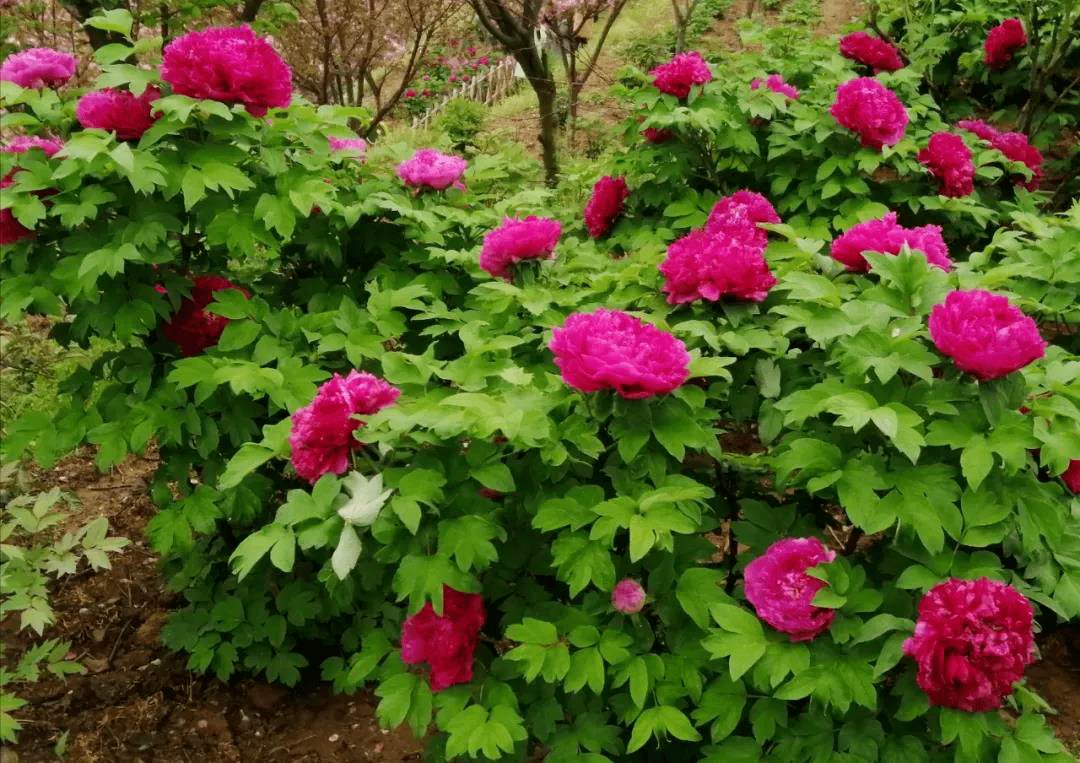 月季花線路最佳觀賞期:4月初—5月中旬最佳觀賞地推薦:新縣:八里畈鎮