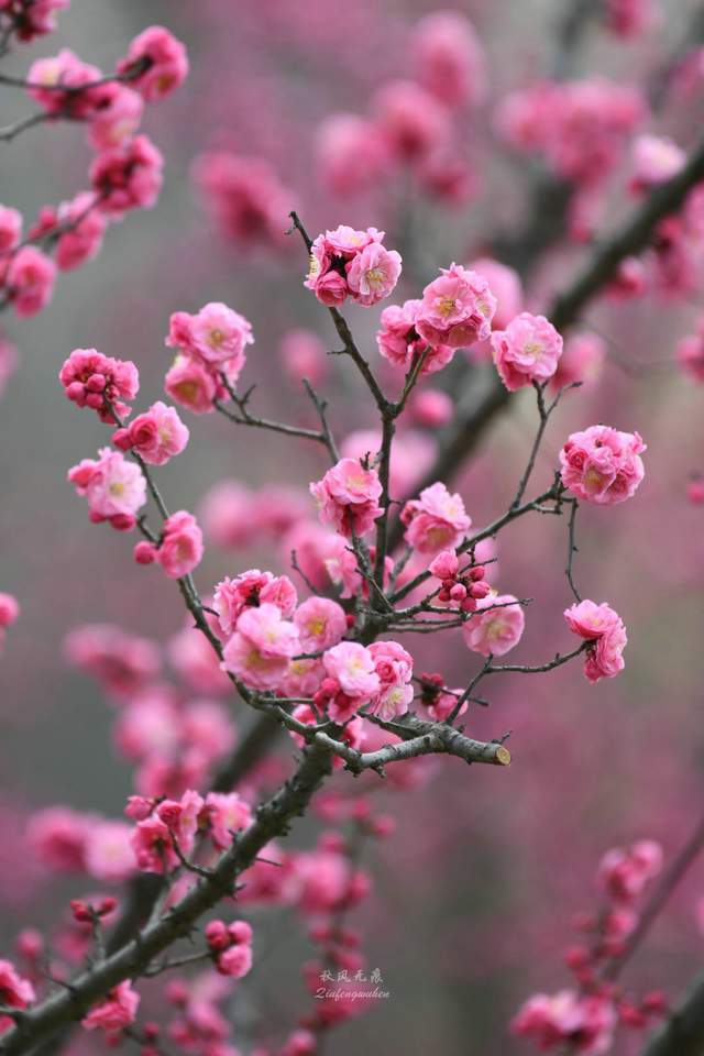 西安城北开元公园,梅花朵朵笑迎春风_红梅_花儿_花蕾